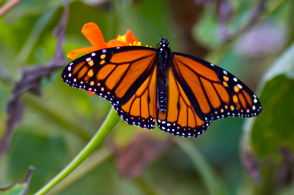 Monarch Butterflies September 2012